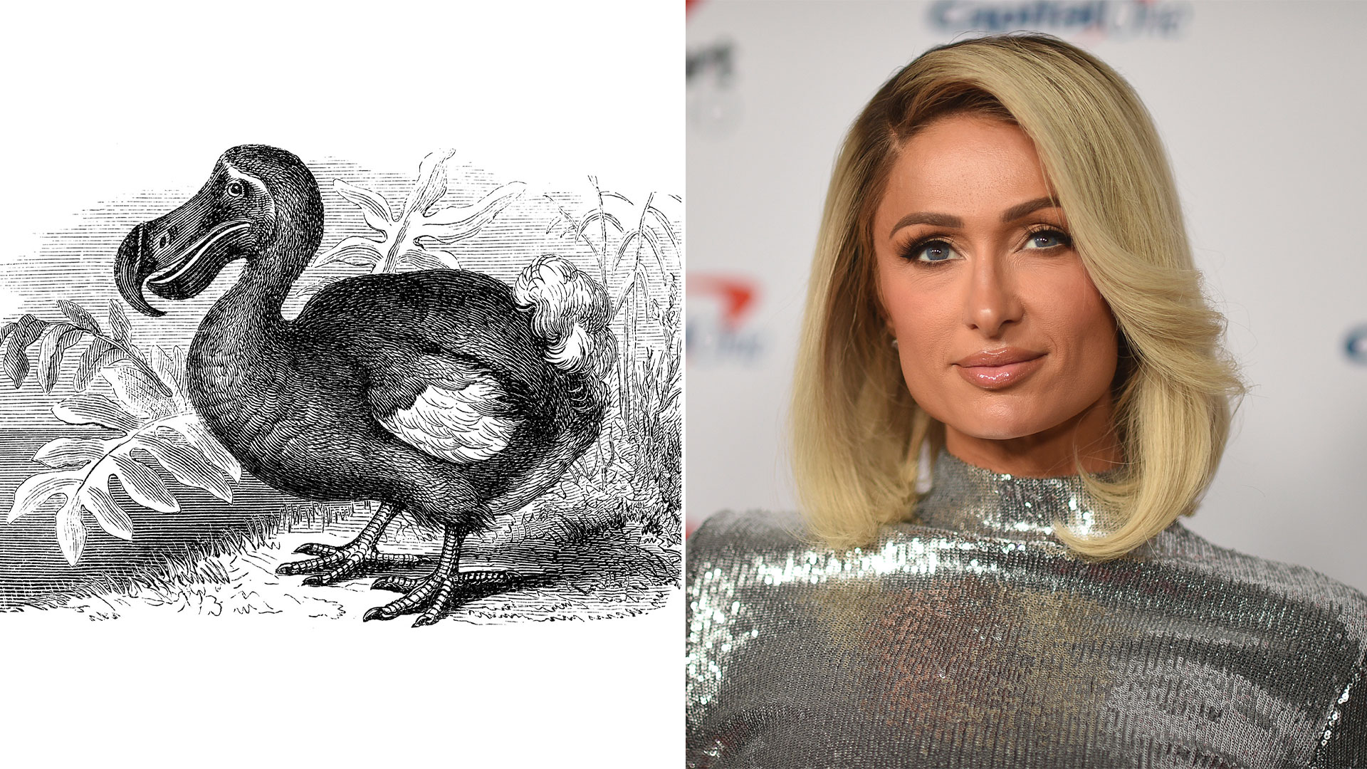 Cuál es el animal extinto que Paris Hilton quiere como mascota y pide a la genética que lo reviva  