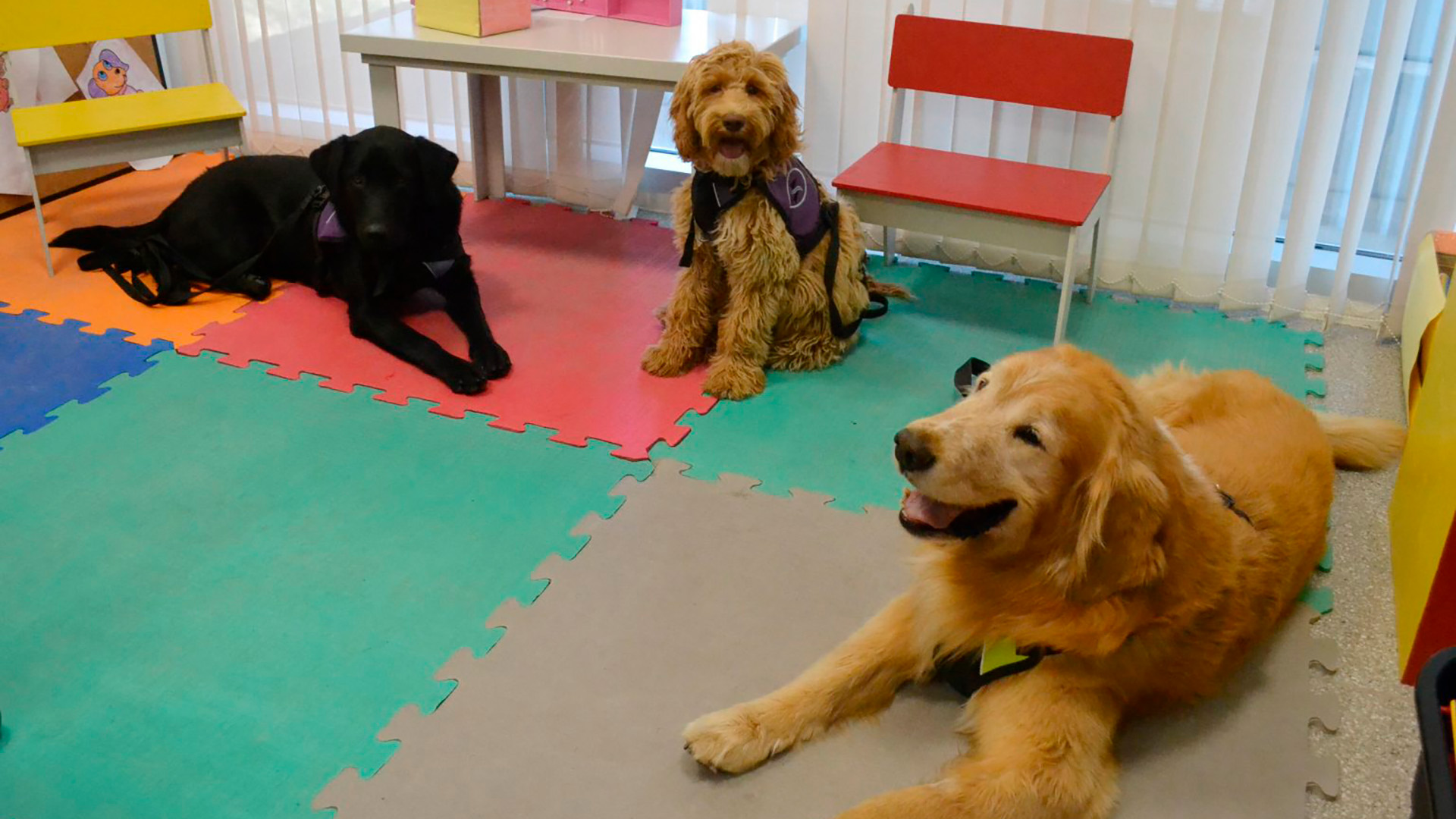 El Ministerio Público Fiscal de Mendoza implementa una terapia con perros para acompañar a víctimas menores de edad