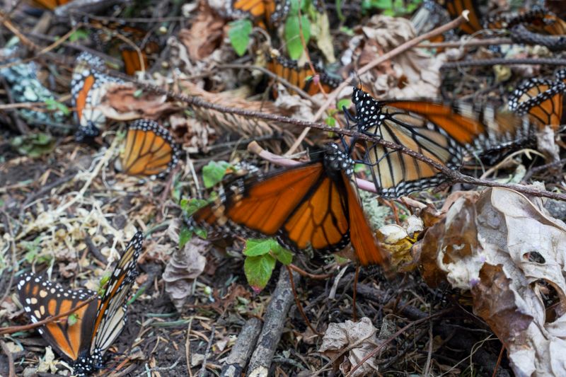 Monarch butterflies on the ground in the El Rosario sanctuary, in the state of Michoacán, Mexico.  February 11, 2021. REUTERS/Toya Sarno Jordan