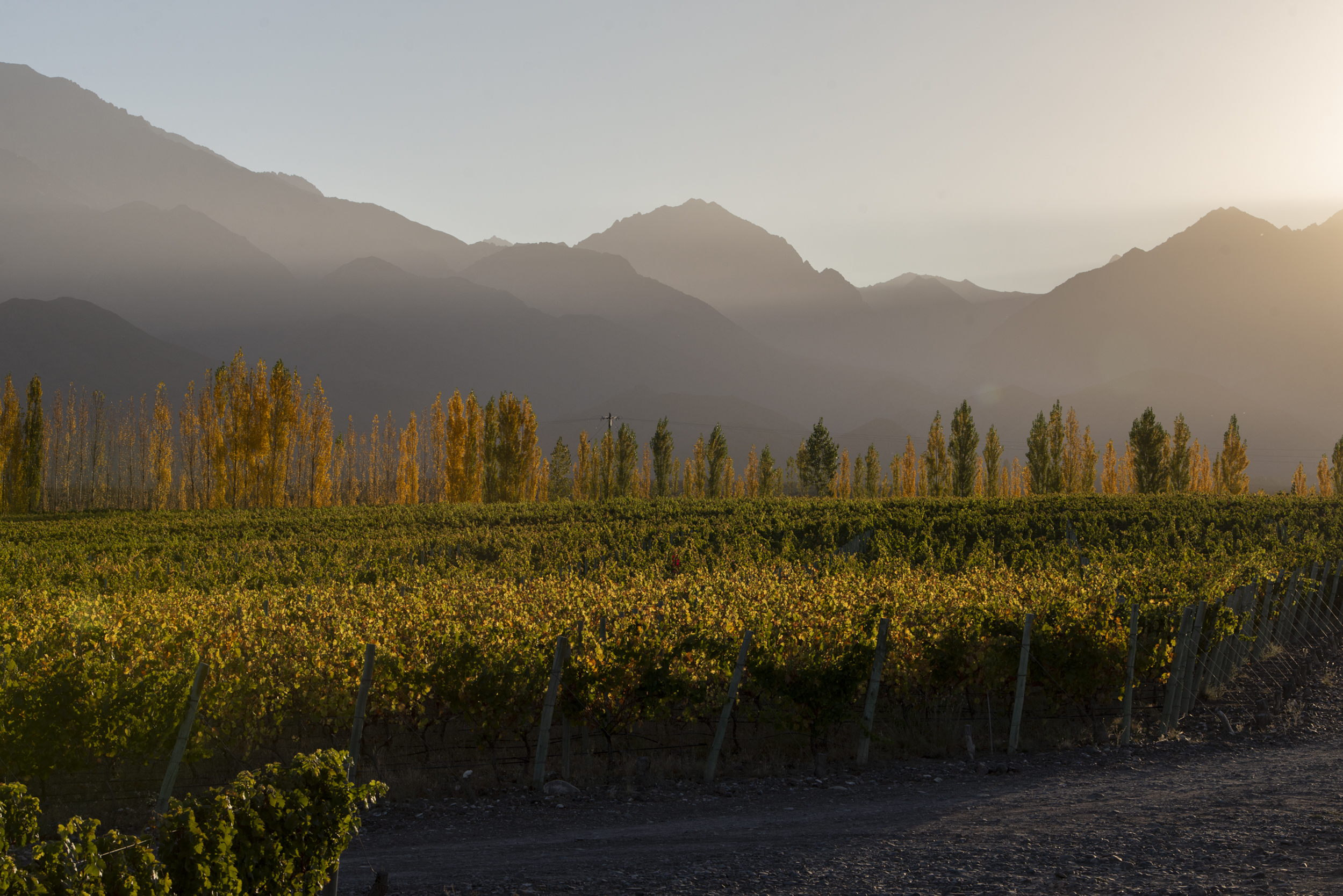 Mendoza, y sus diversos microclimas son un marco también ideal para el Pinot Noir, sobre todo en las alturas del Valle de Uco de donde comenzaron a llegar los primeros exponentes de alta gama