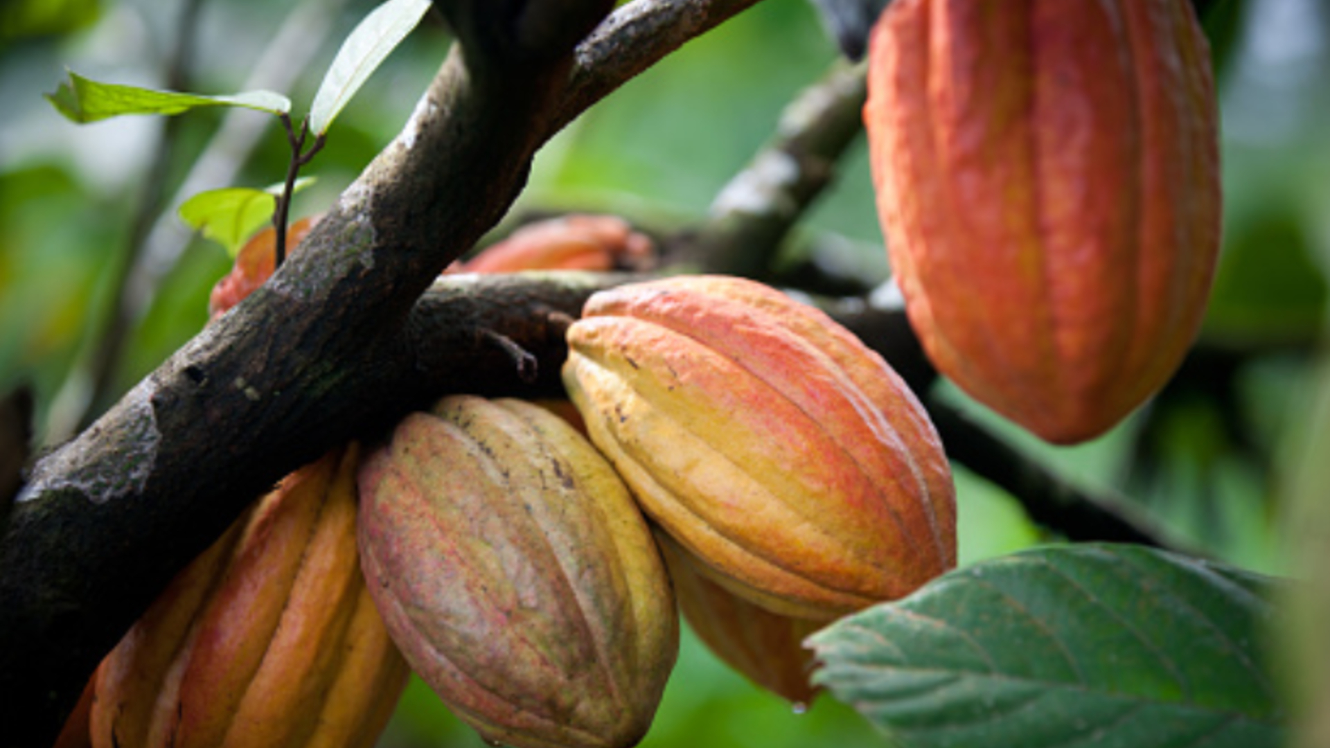 Aprobados más de $14.000 millones para cacaocultores de Córdoba