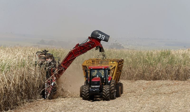 Complicada la cosecha de caña de azúcar por la falta de gasoil. REUTERS/Paulo Whitaker/Archivo