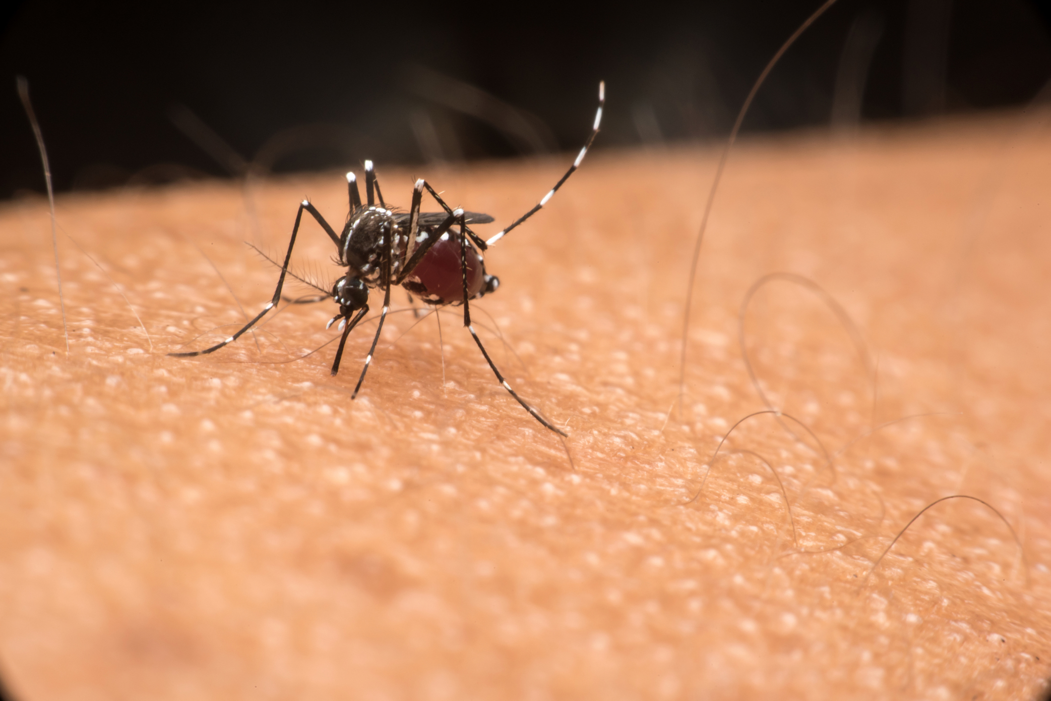 La hembra del zancudo Aedes aegypti, que transmite dengue, zika y chikunguña, deposita sus huevos en lugares donde se almacena el agua limpia. (Getty Images)