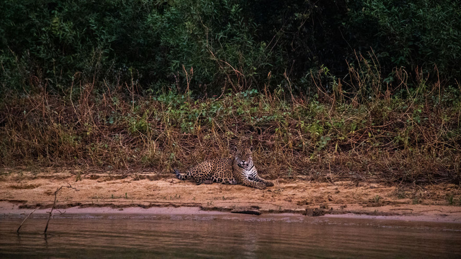 Un jaguar en el parque Encontro das Águas, donde más del 85% del territorio quedó en llamas