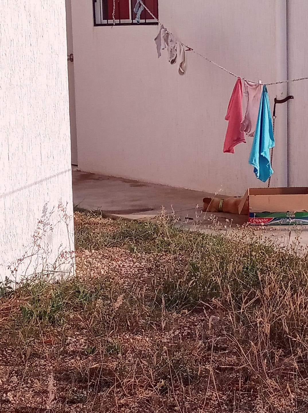 Última foto que publicaron del animal antes de que una persona externa del fraccionamiento trató de ayudarlo (Facebook)