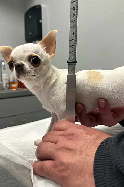 Un Chihuahua De Bolsillo Así Es Pearl La Perra Más Pequeña Del Mundo