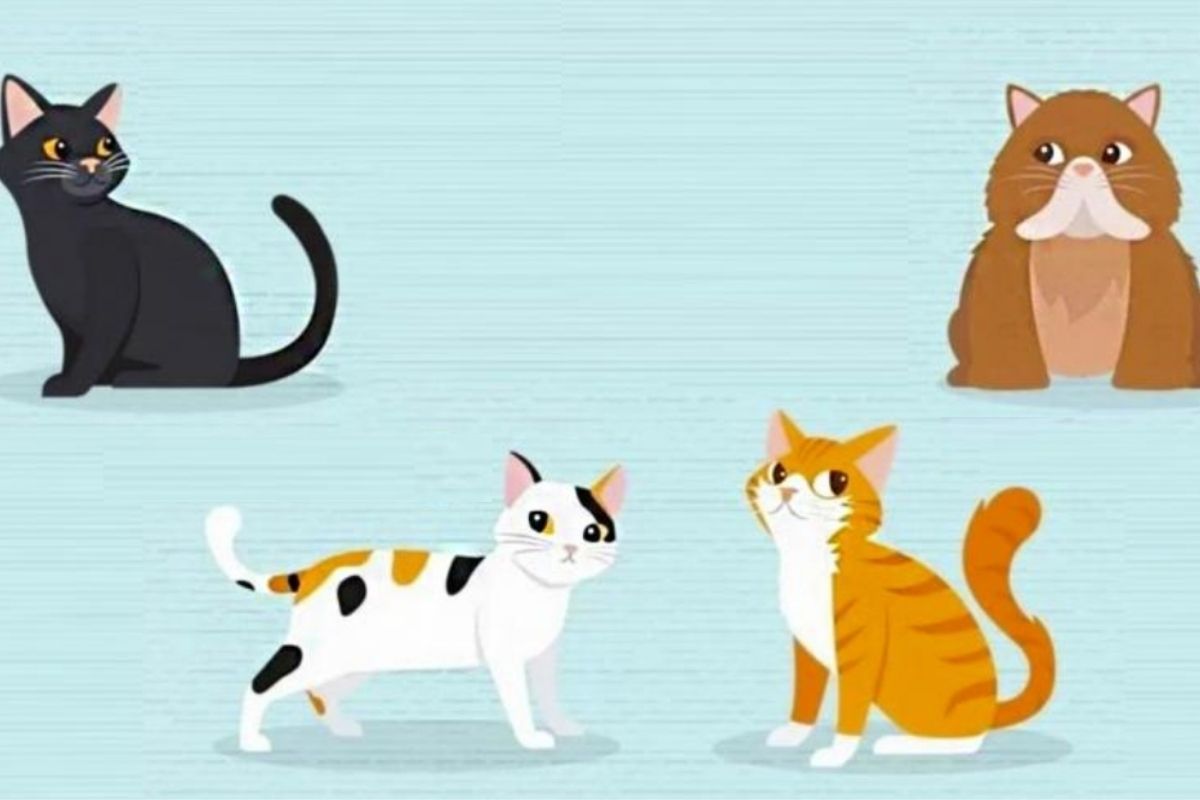farmacia Consulado oasis Test de personalidad: descubre cómo eres realmente en el amor eligiendo un  gato - Infobae