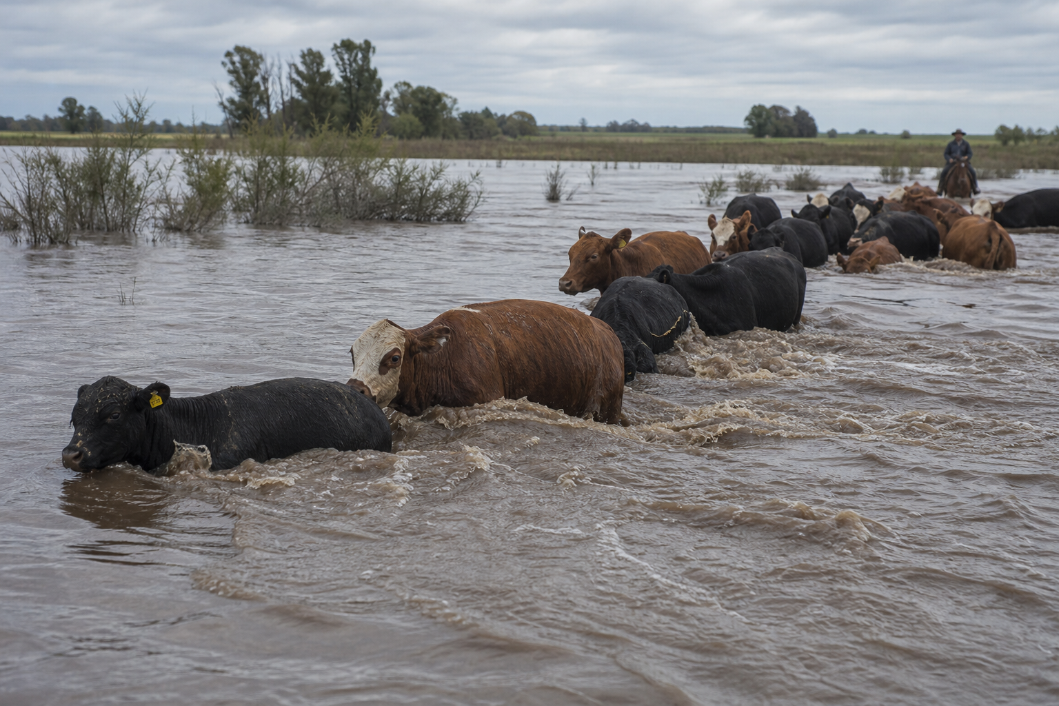 Vacas nadando y terneros en canoa: el efecto de "El Niño Godzilla" y su posible incidencia sobre el precio de la carne
