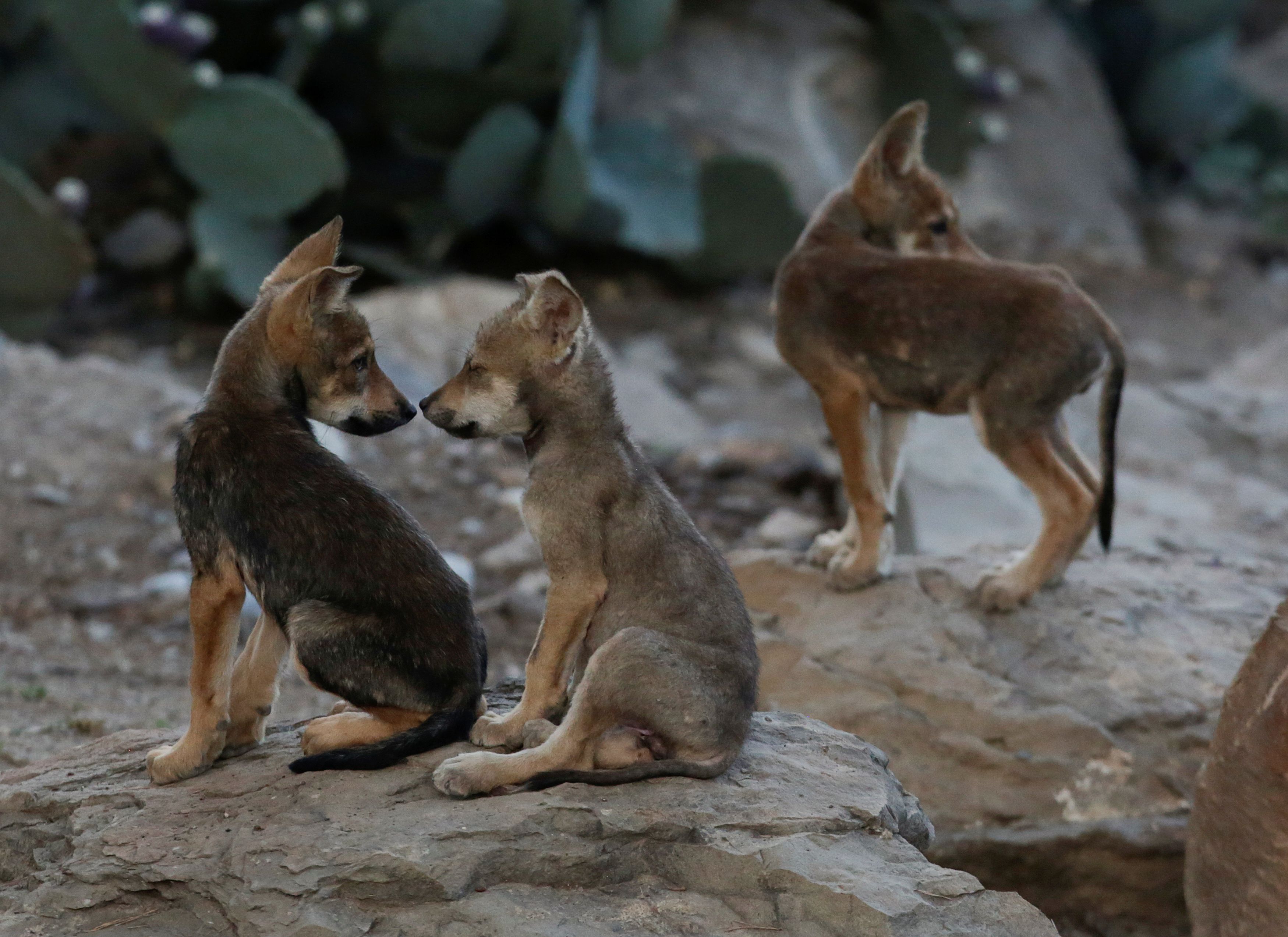 Estudios indican que el lobo gris habitaba históricamente desde el sur de Estados Unidos hasta el centro de México, pero a finales de la década de 1970 la especie estuvo a punto de desaparecer debido a la campaña de erradicación de la que fue objeto. 2 de julio de 2020. (Foto: REUTERS/Daniel Becerril)