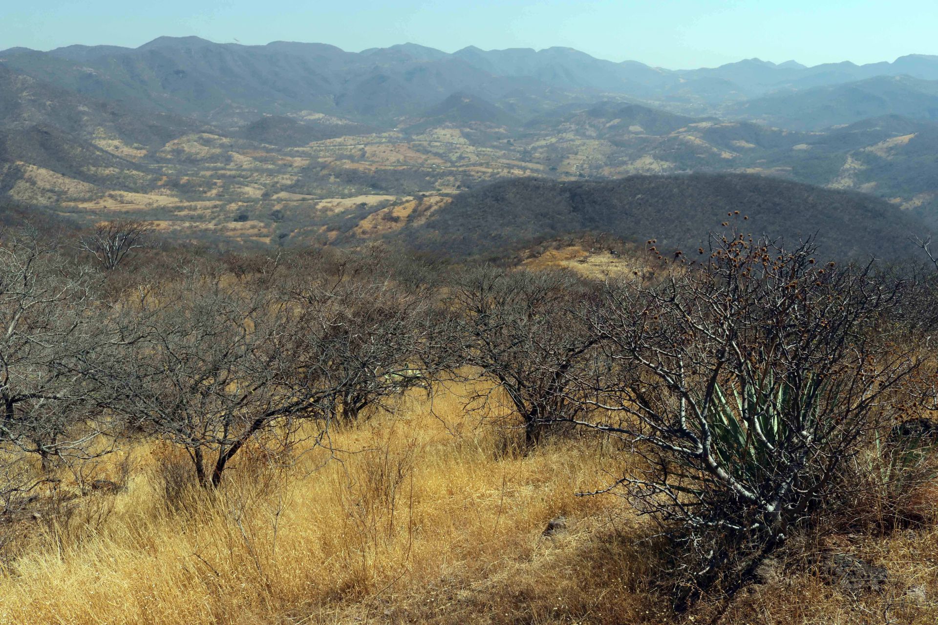 La sequías son causadas por el déficit de agua desde la atmósfera hasta la humedad de suelo y los mantos acuíferos (Foto: Cuartoscuro)