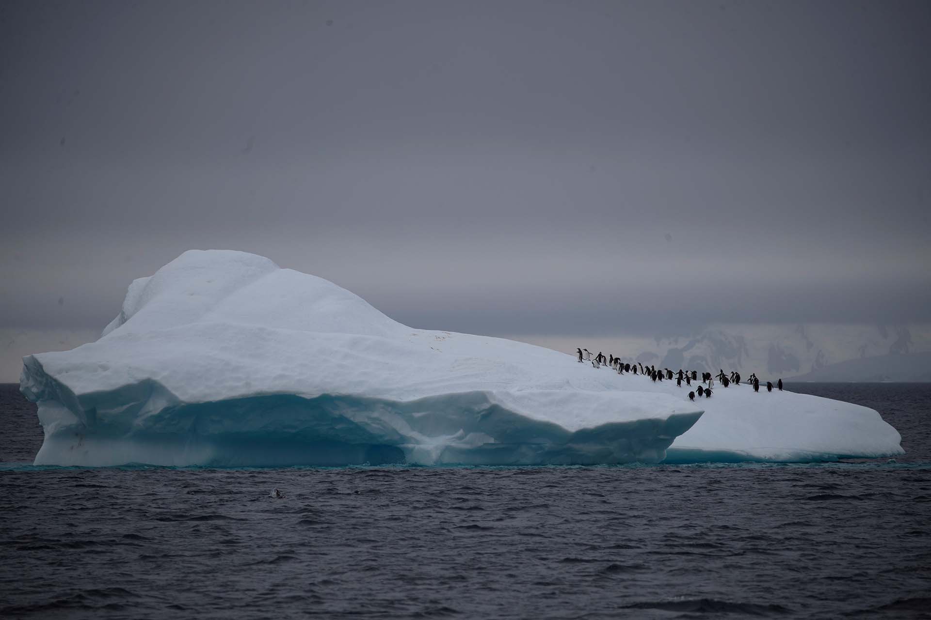 Un grupo de pigüinos camina sobre un iceberg que flota en el canal de Lemaire, en la Antártida (6 de febrero) 
