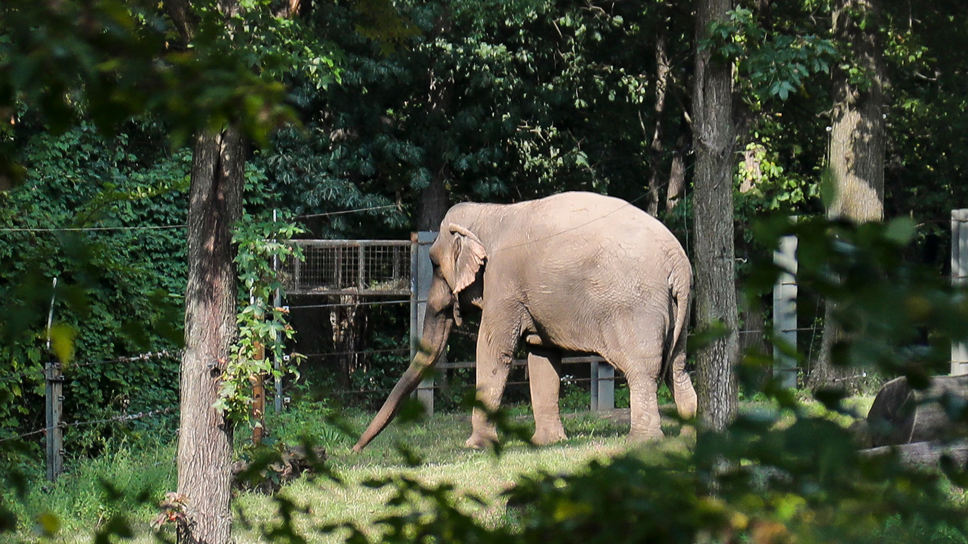 ARCHIVO - El elefante "Happy" del zoológico del Bronx pasea en un hábitat dentro de la exhibición de Asia del zoológico, el martes 2 de octubre de 2018, en Nueva York (AP)