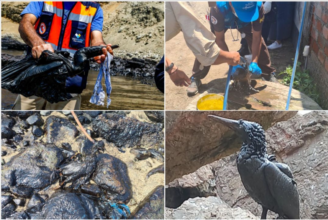 Animales afectados por el derrame de petróleo. | Sernanp