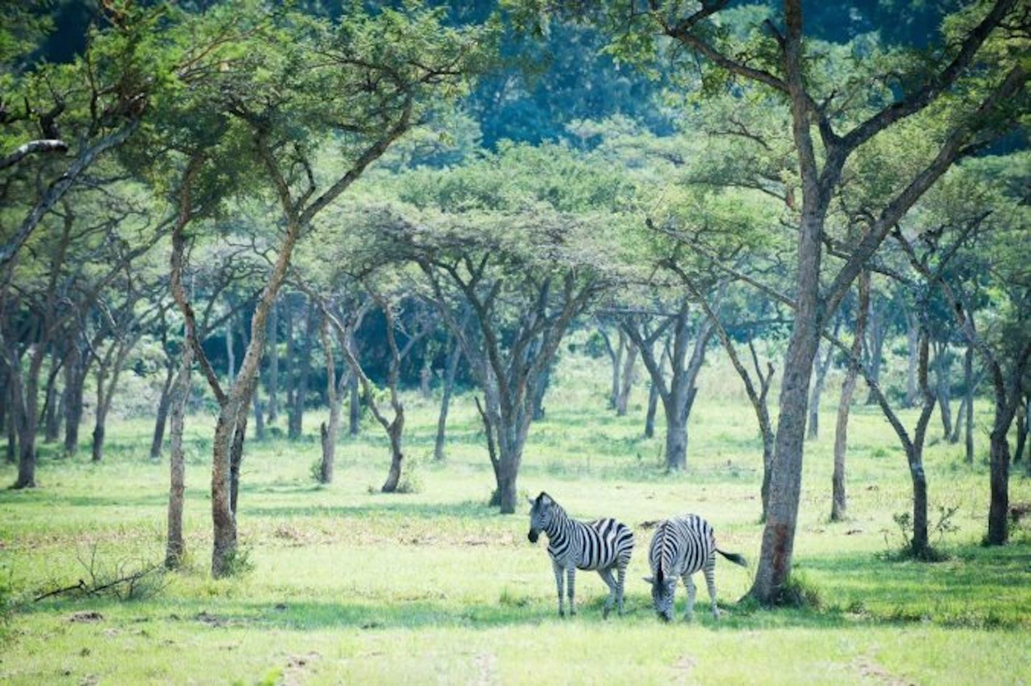 Karkloof Safari Villas