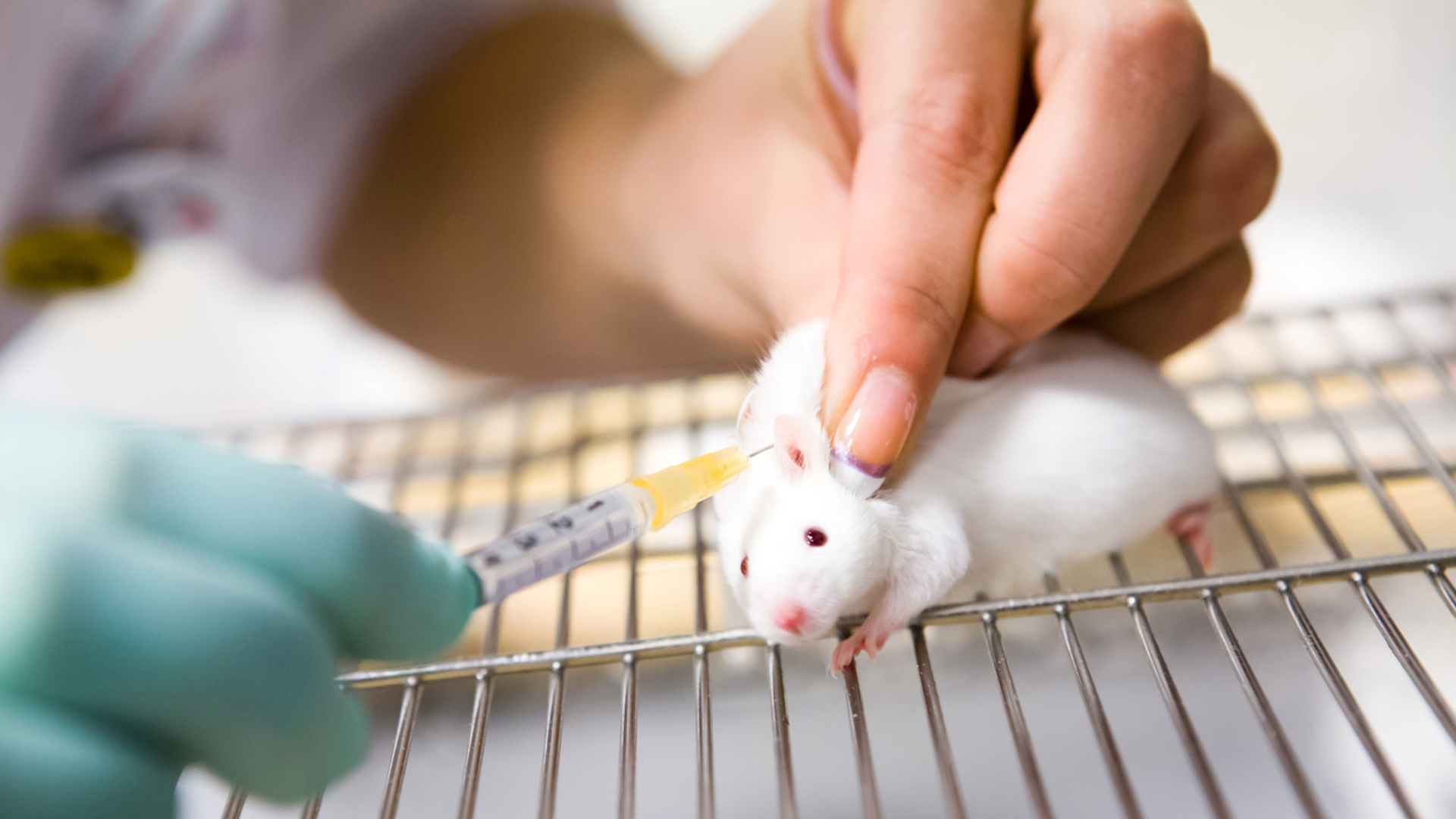 Las pruebas en ratones abrieron una nueva puerta hacia la búsqueda de un fármaco efectivo (iStock)