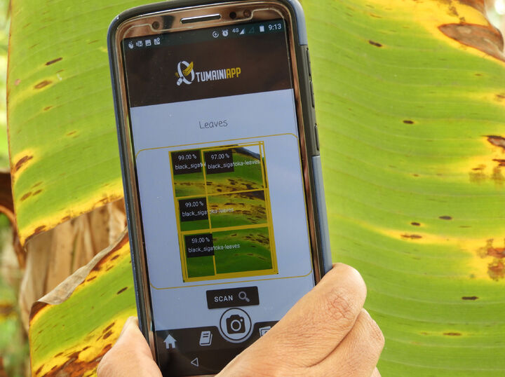 Tumaini es una app que hace diagnósticos en bananas 