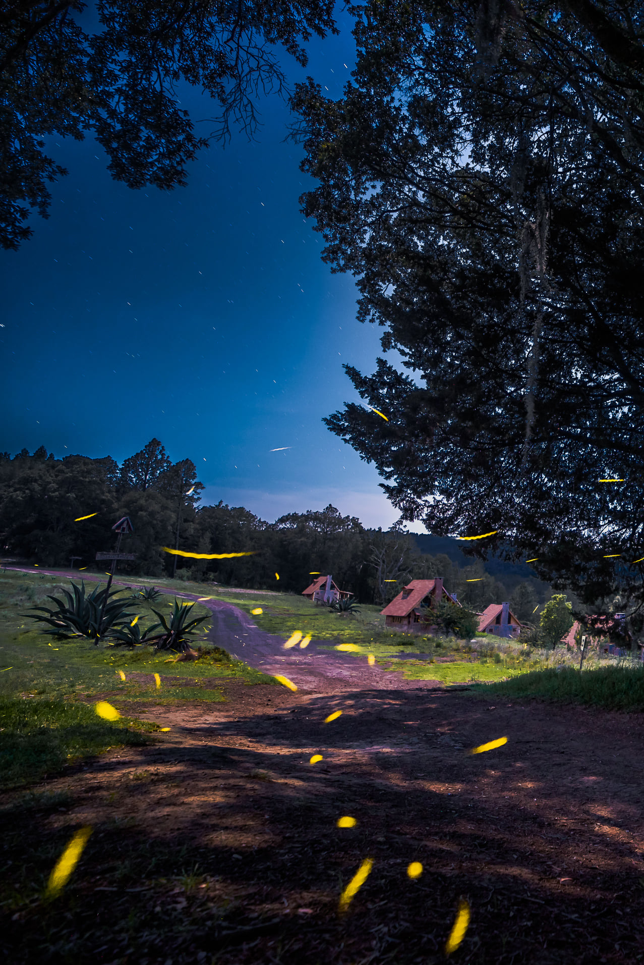 Santuario de las luciérnagas: cuánto cuesta disfrutar de este espectáculo  de la naturaleza en Tlaxcala - Infobae