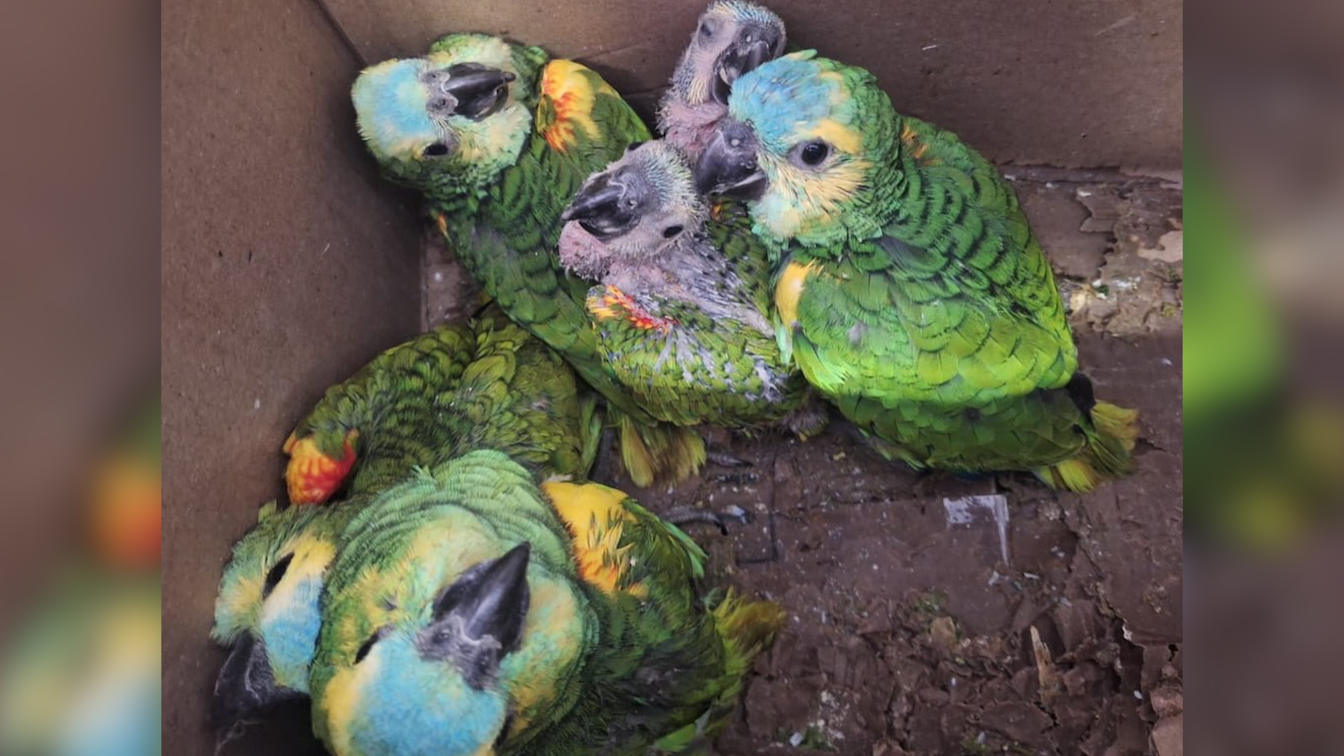 ANSES: quiénes cobran hoy, miércoles 21 de enero