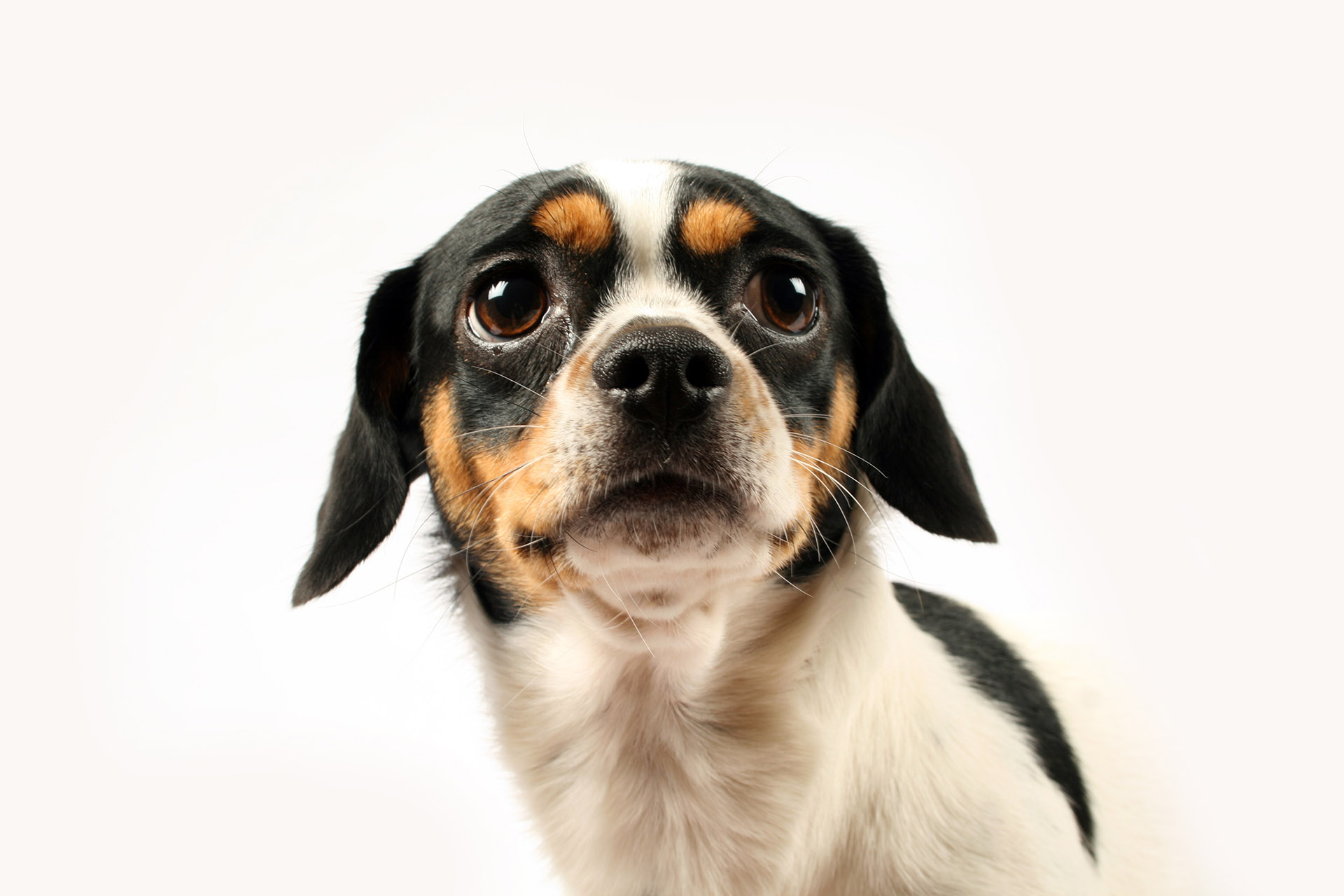Si tu perro te mira directamente a los ojos quiere decir que te está abrazando con la mirada (Getty Images)