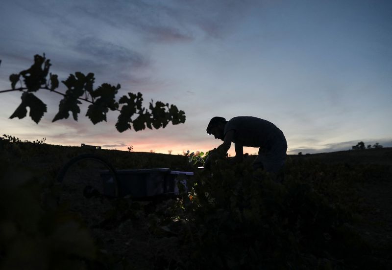Cada año, miles de cosechadores eligen trabajar en negro por miedo a perder planes sociales (Reuters)