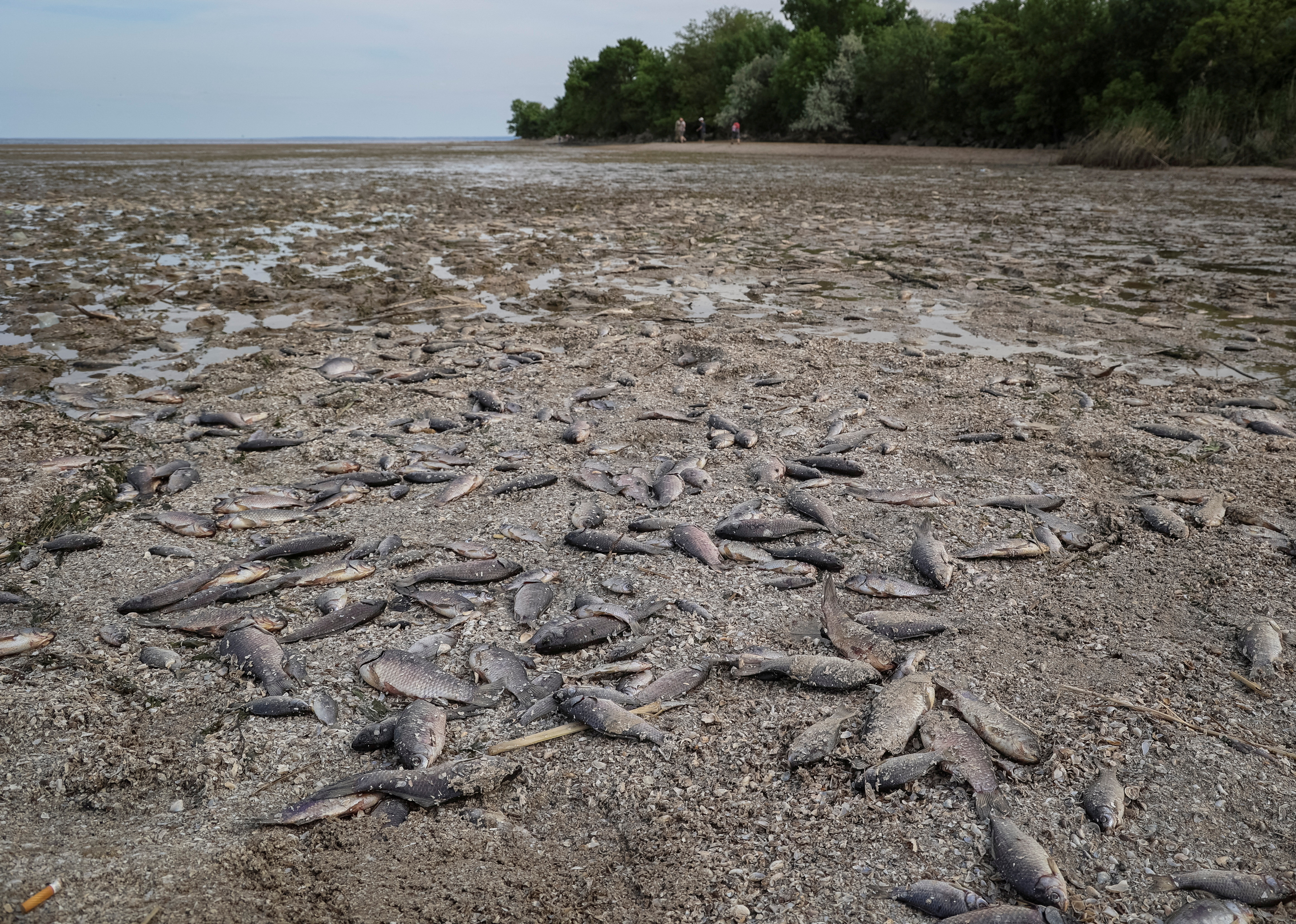 Peces muertos en el fondo drenado del embalse de Kajovka  (REUTERS/Sergiy Chalyi)