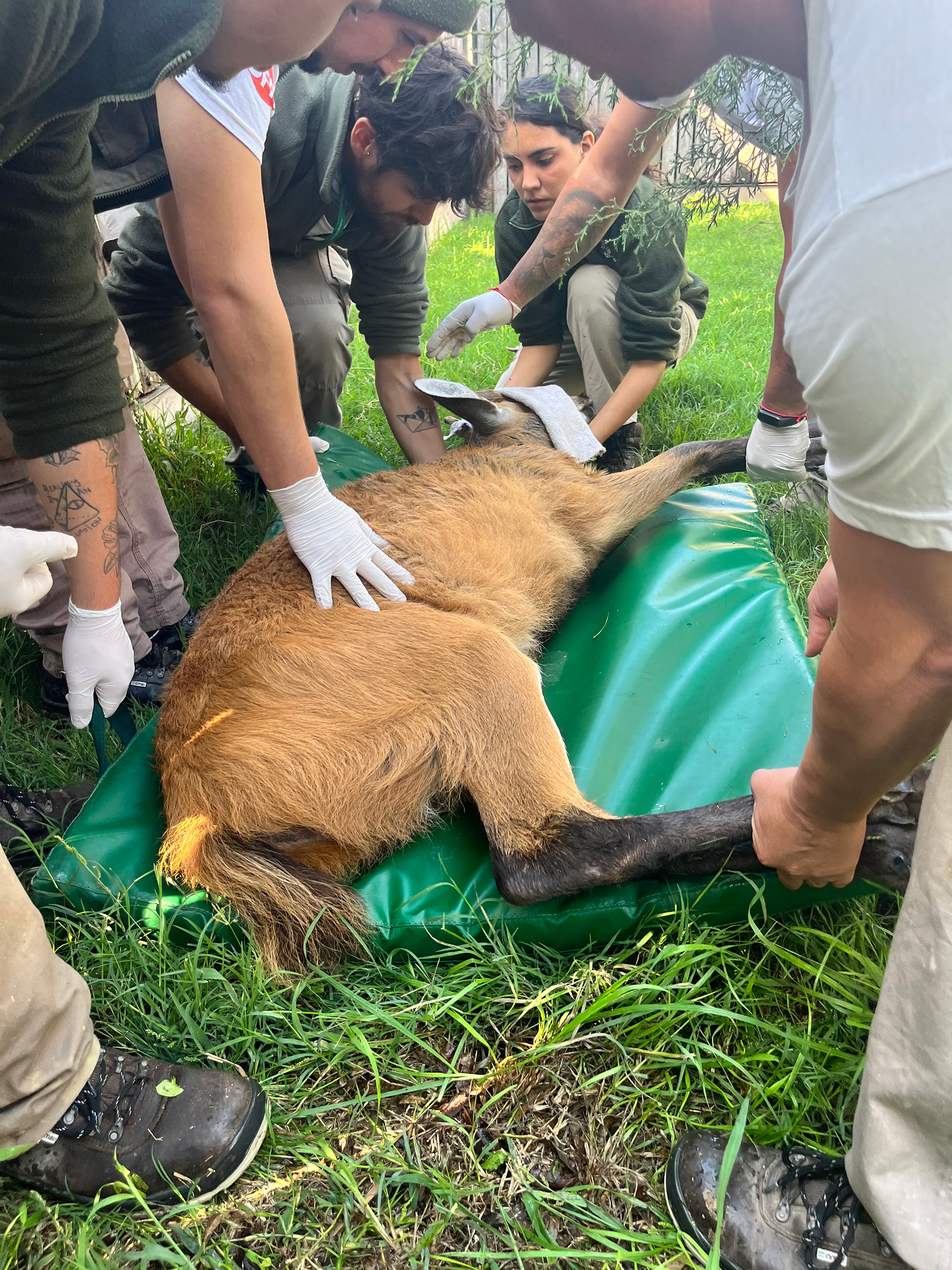 El ciervo de los pantanos es una especie que esta constantemente amenazada por la caza incesante de los humanos