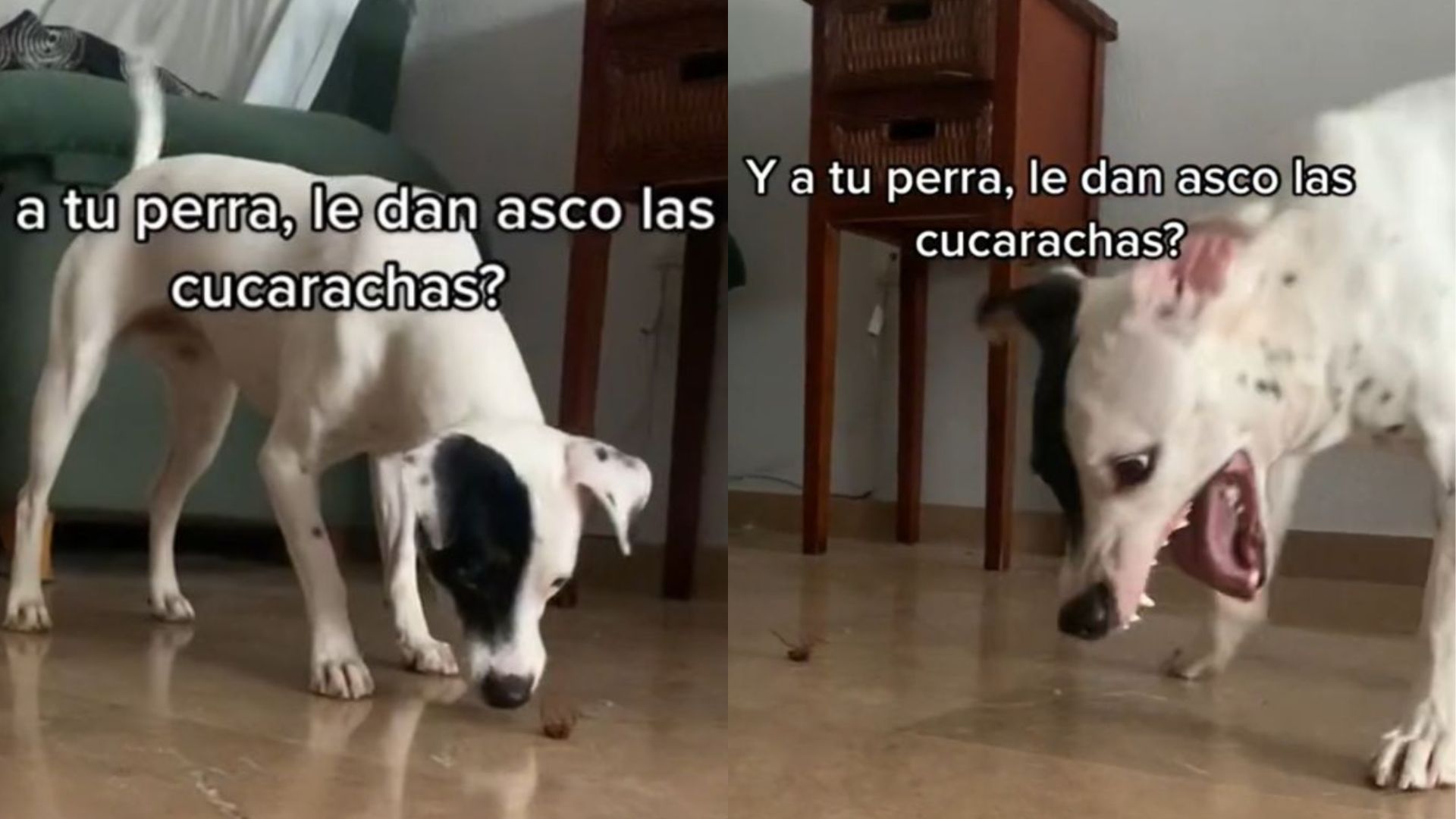 Video de perrito que tiene asco a las cucarachas se vuelve viral en TikTok