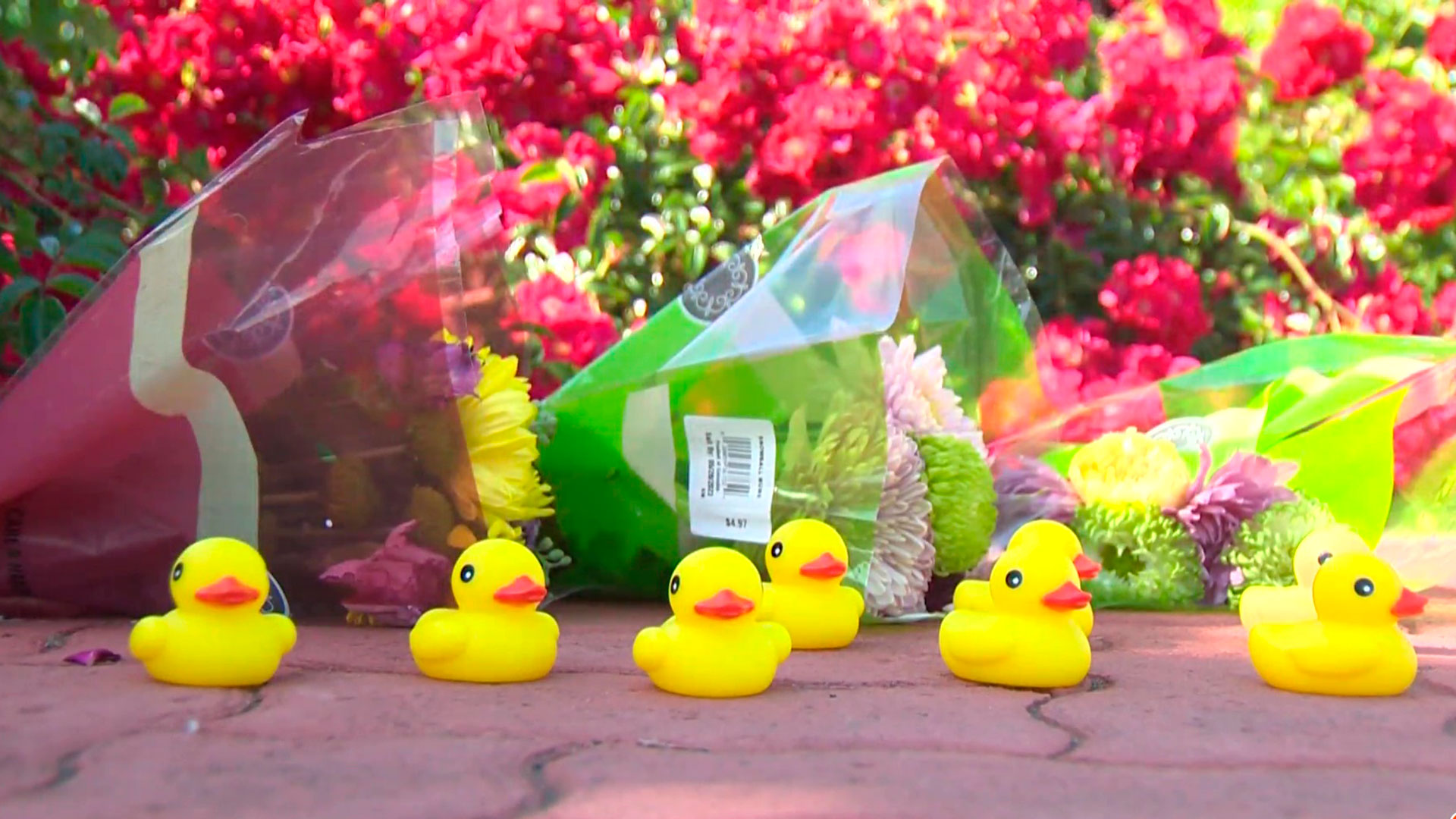 Un homenaje floral a Casey Rivara, tras ser atropellado por ayudar a unos patos a cruzar una calle 