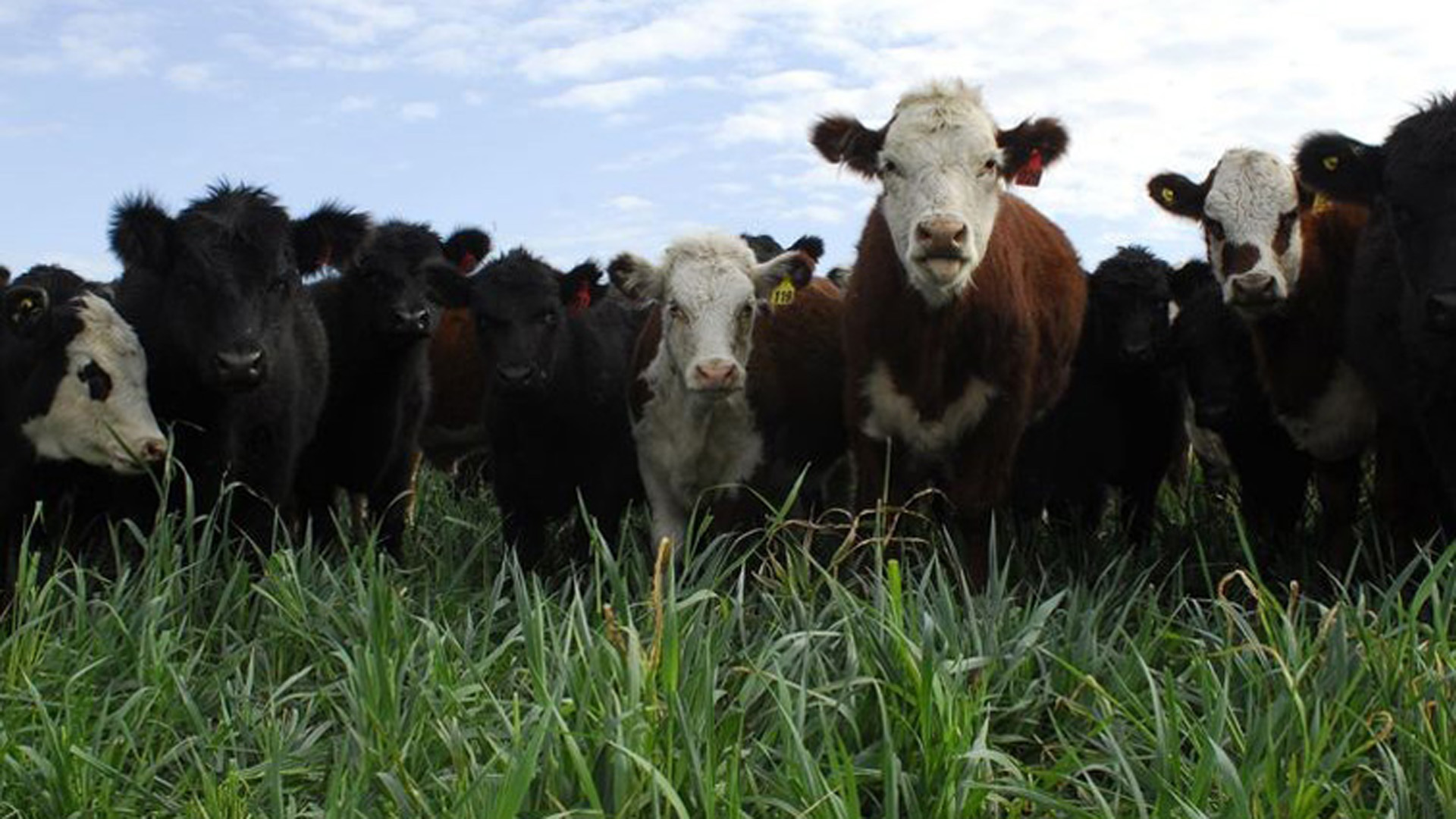 El informe advirtió sobre el efecto negativo de las políticas públicas de los últimos años para la cadena de ganados y carnes