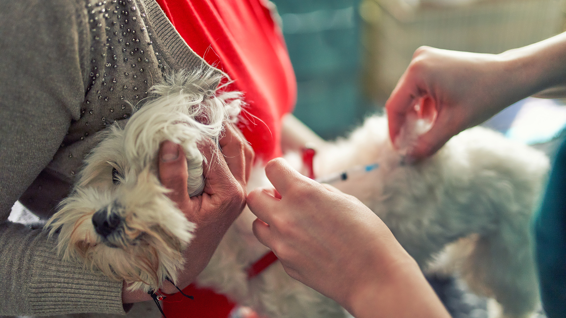 La manera más frecuente de contagio por moquillo en perros es por medio de la inhalación de particulas (Getty)