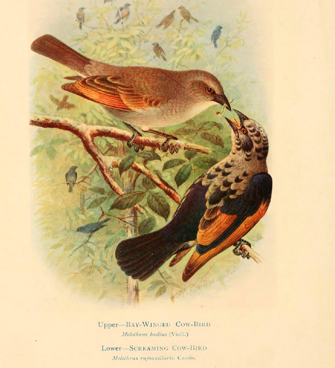 Ilustraciones de Henrik Gronvold en la primera edición de "Bird of La Plata" (1920), de G. E. Hudson