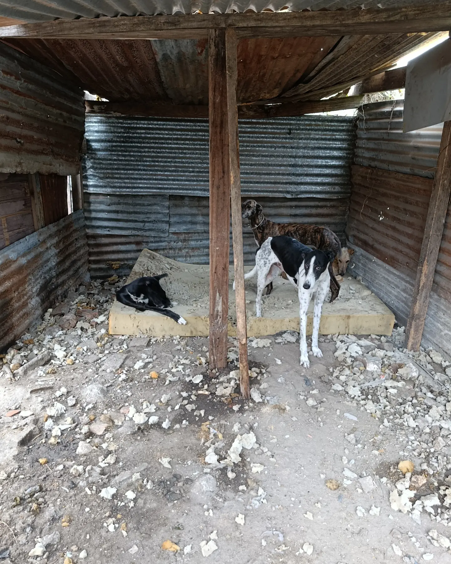 Cinco galgos fueron rescatados por maltrato animal en La Plata: estaban enjaulados y con signos de desnutrici&oacute;n