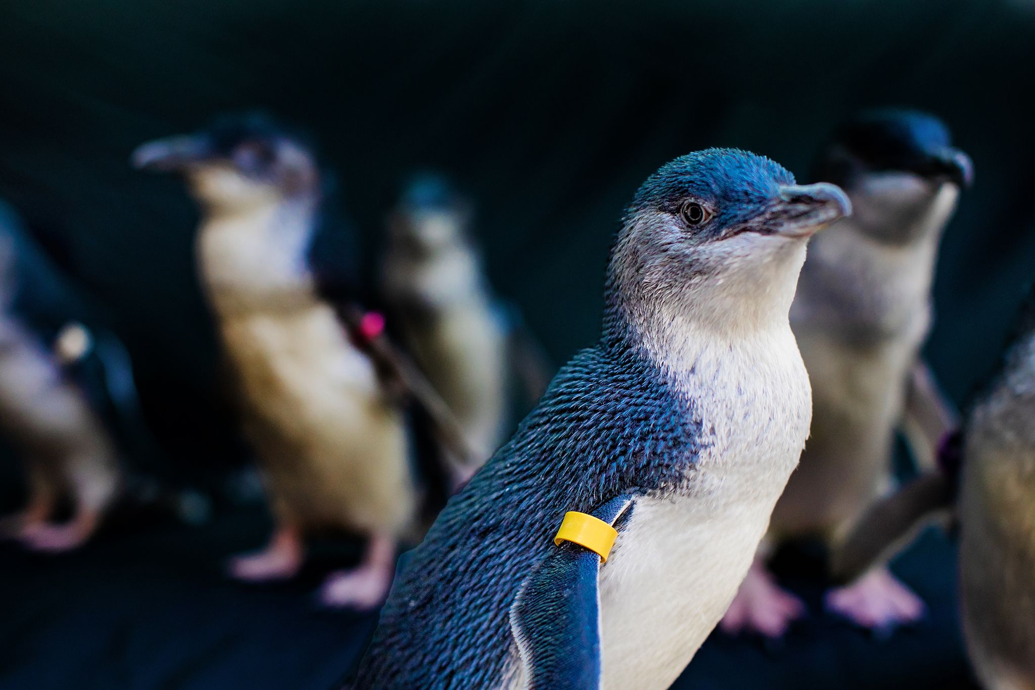 Cuatro datos curiosos que desconocías sobre los pingüinos