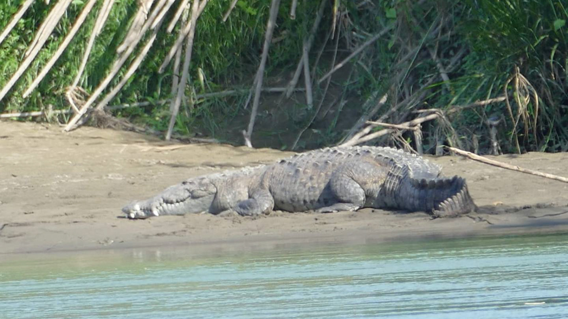 La tragedia del niño que fue devorado por un cocodrilo en Costa Rica y las  sospechas sobre un animal que apareció destripado - Infobae