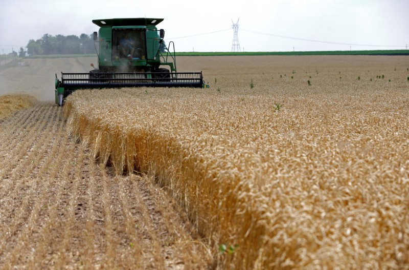 El precio externo del trigo cayó durante el último mes.  REUTERS/Jim Young
