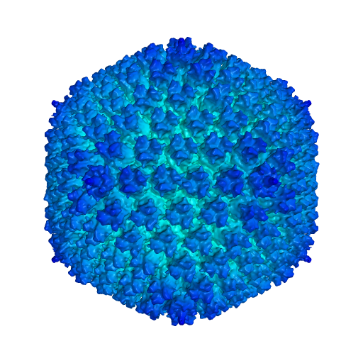 Se cree que los adenovirus (como el que puede verse en la imagen), que normalmente causan el resfriado común y los virus estomacales, son los culpables