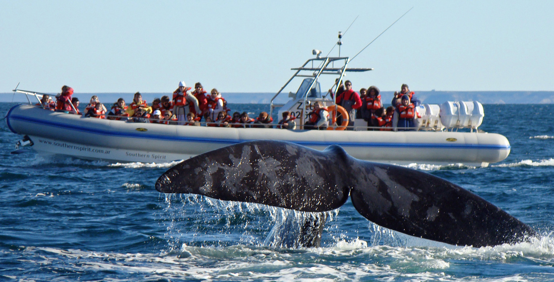 Muchos turistas viajaron a Chubut para hacer el avistamiento de ballenas.