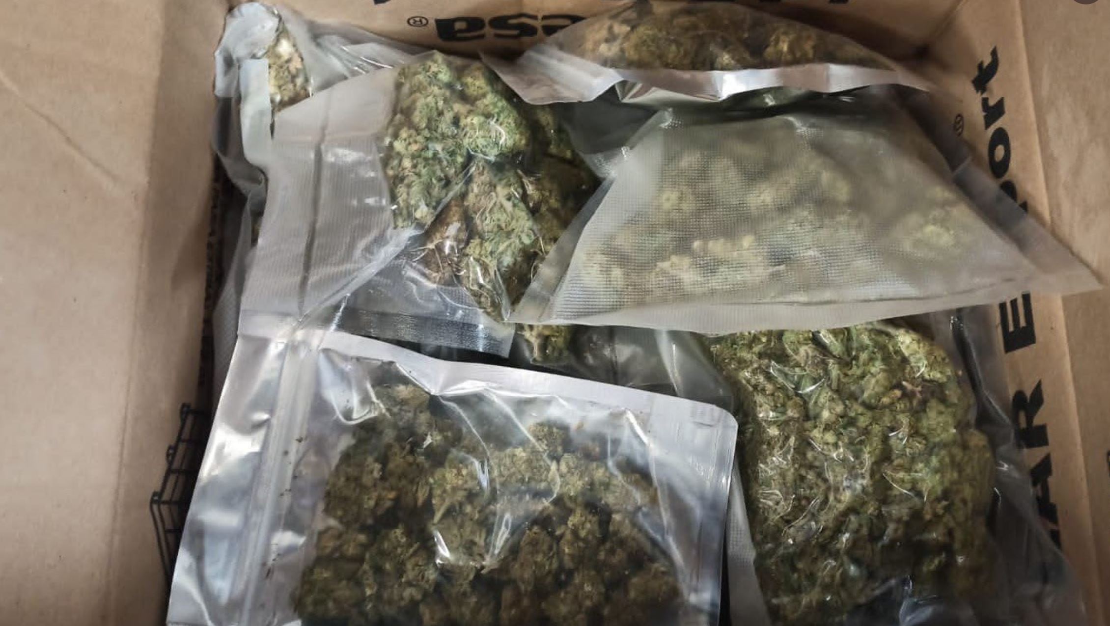 Canine binomials intercepted 10 kilos of marijuana at parcel companies located in six states - Infobae