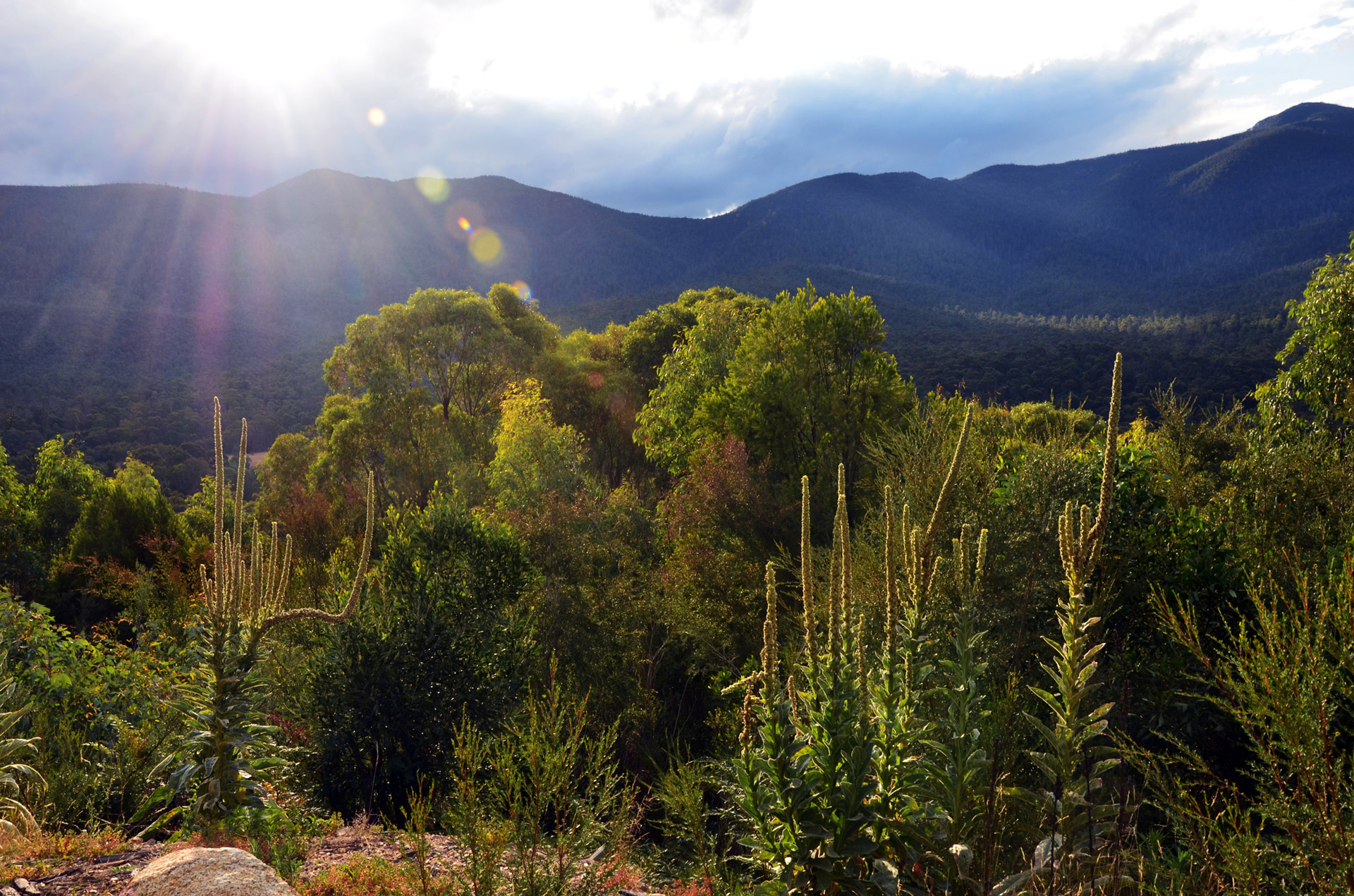 Durante este 2020, han ardido en Australia casi 11 millones de hectáreas de bosque y zonas verdes y han dejado unos 3.000 millones de animales muertos o heridos, sobre todo en los territorios de Nueva Gales del Sur y Victoria, los más afectados por las llamas. A raíz de eso, miles de koalas de estas dos regiones han perdido el 80% de su hábitat natural. Aunque el Gobierno australiano ha invertido 200 millones de dólares para salvar a esos animales y a otras especies, en la recuperación de la fauna y flora está siendo decisivo el turismo