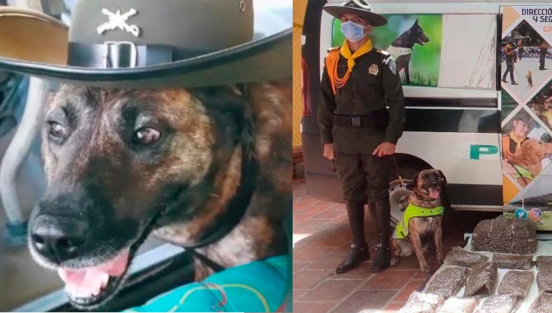 Lucrecia era la canina que trabajaba con la Policía Antinarcóticos y que falleció en un operativo en Cúcuta. Foto: Fan page de Facebook Comité Amigos Policía