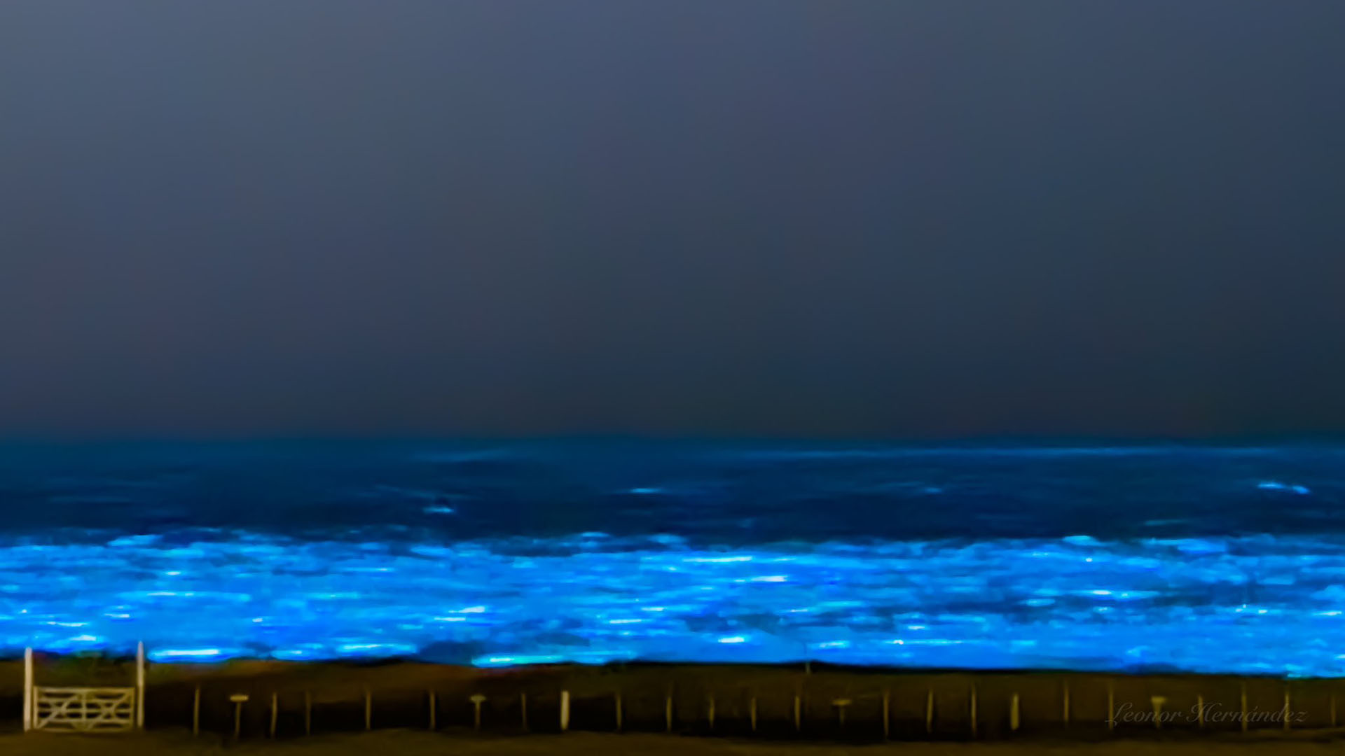 Olas fluorescentes: el origen del fenómeno nocturno que alertó y cautivó a los turistas en una playa uruguaya