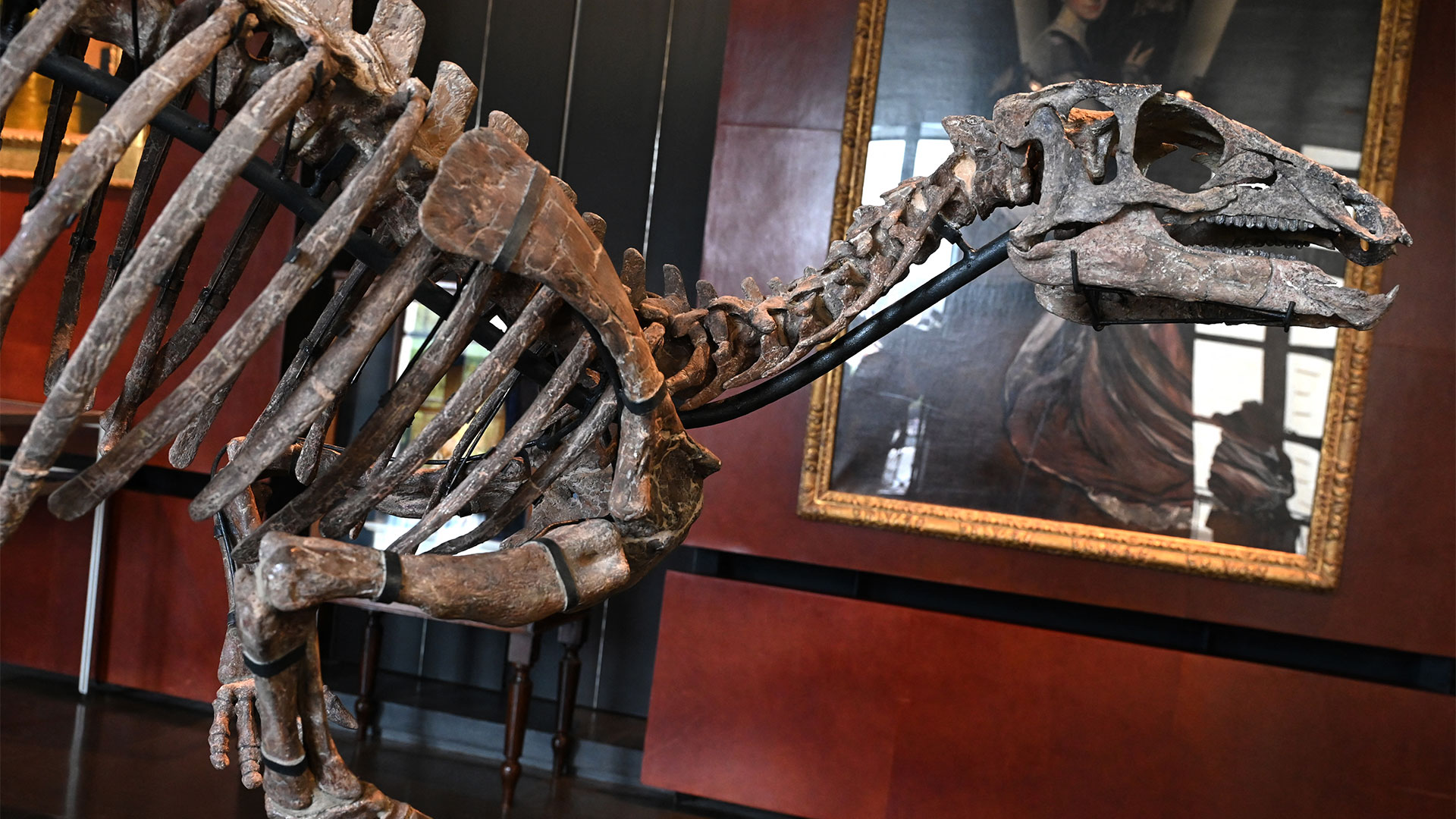 Este ejemplar de Camptosaurus era herbívoro y podía desplazarse de manera ágil y rápida sobre dos o cuatro patas. Podía alcanzar una velocidad de hasta 25 kilómetros por hora.