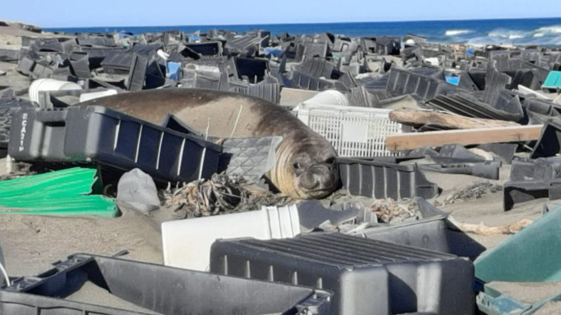 La zona del Golfo Nuevo fue noticia por la aparición de desperdicios plásticos en la costa proveniente de los desechos de la industria pesquera