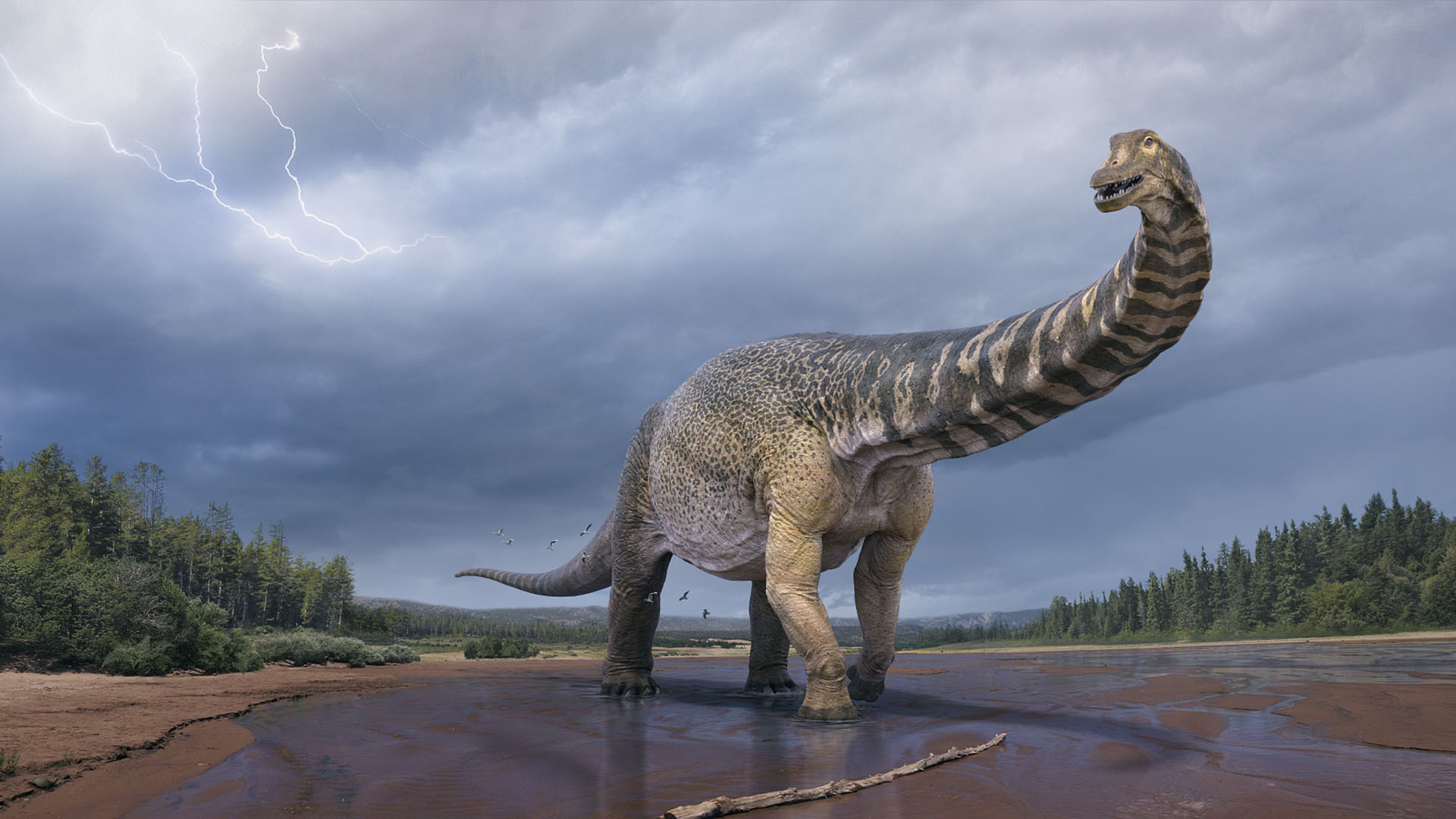 Australotitan”: aseguran que los restos del dinosaurio más grande hallado  en Australia son de una nueva especie - Infobae