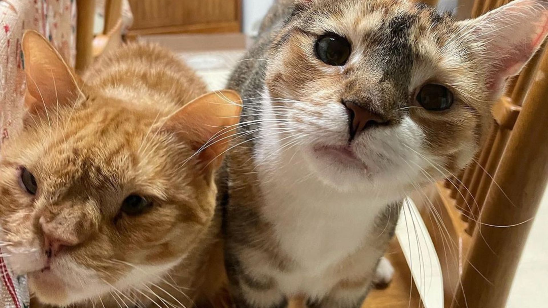 A cinco años de ser rescatados afuera de un departamento de la ciudad de Nueva York, Auggie y Calliope conviven diariamente con otro gato y un perro (Instagram TheParsonsPets)