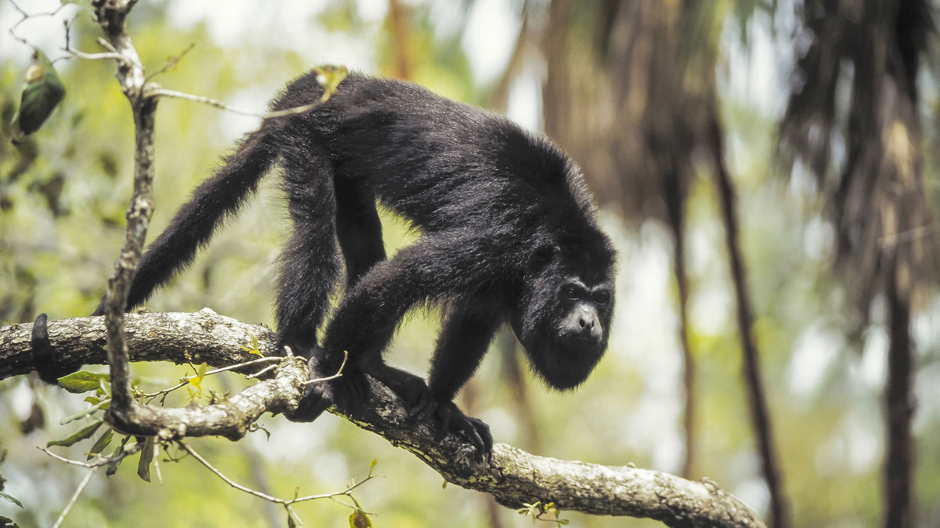 Los monos carayá son considerados “centinelas de la salud pública”, porque al ser muy susceptibles a la fiebre amarilla, su estado de salud alerta a las poblaciones cercanas sobre el virus (Getty)