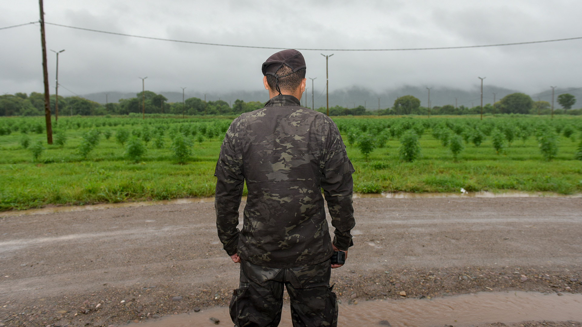 Cannava cuenta con seguridad las 24 horas del día