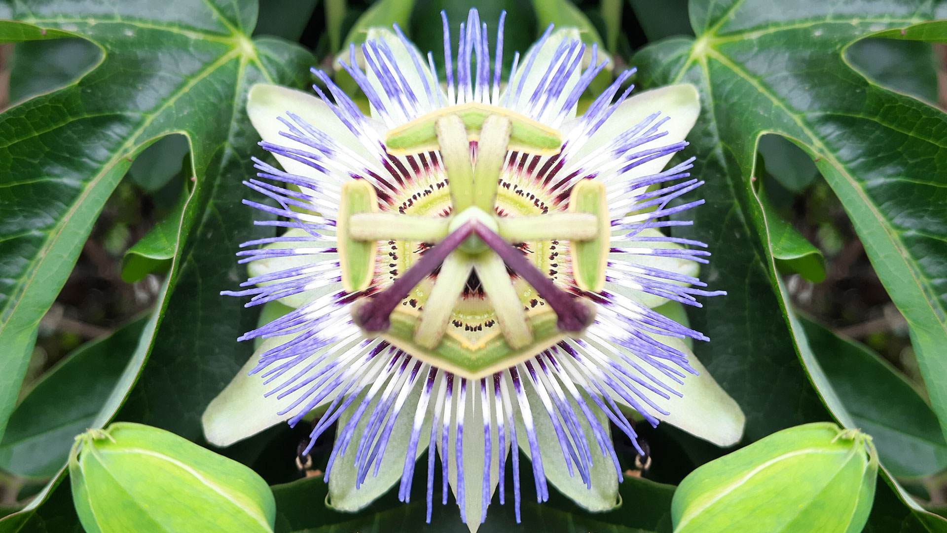 La pasionaria o Passiflora es una enredadera nativa de América, fácilmente reconocible por su distintiva corona, que suele ser de color púrpura, amarillo y blanco (Getty Images)