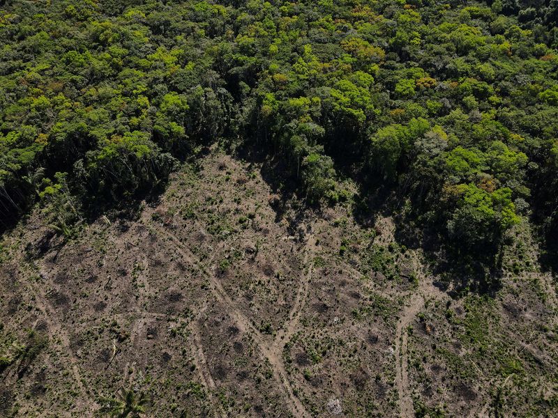 Uno de los graves problemas de la Tierra es la deforestación. Durante la década de los 90 se perdieron más de 178 millones de hectáreas de bosque, de acuerdo a un informe de la Organización de las Naciones Unidas para la Alimentación y la Agricultura (REUTERS/Bruno Kelly)