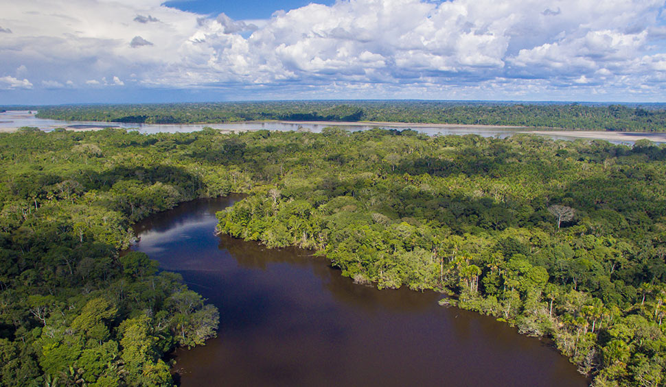 El Yasuní es considerado uno de los sitios más biodiversos del mundo (Foto: La Selva Jungle Lodge)
